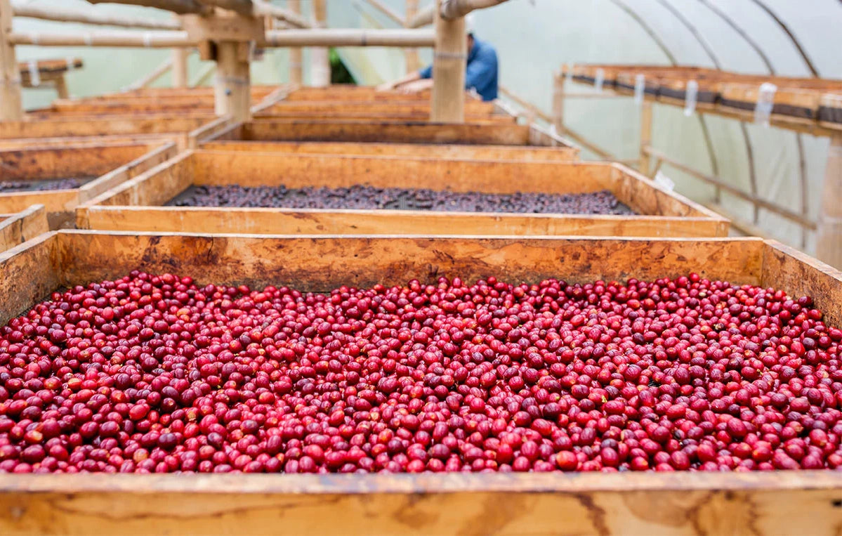 Colombia, Catw - Methodical Coffee