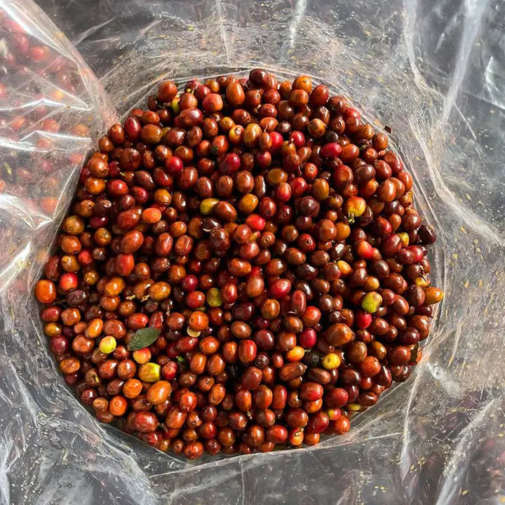 Repose Decaf Anaerobic Strawberry Co-Fermentation - Methodical Coffee