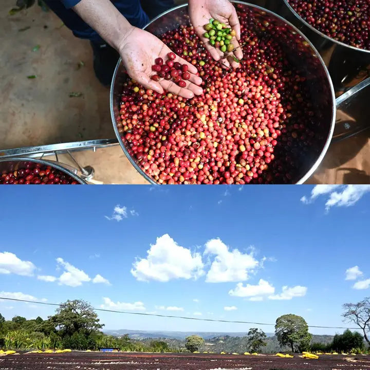 Ethiopia, Deri Kidame - Methodical Coffee