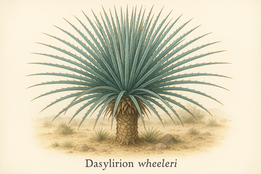 can you generate an image of this plant: Dasylirion wheeleri (Sotol), with the scientific name beneath the image: Dasylirion wheeleri