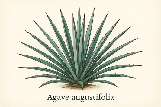 create Agave Angustifolia image with the writing of the scientific name beneath it