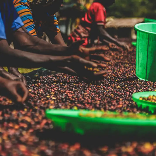 Ethiopia Bombe Abore - Wildflower Coffee