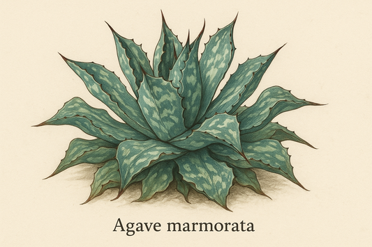 El Jolgorio Tepeztate